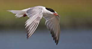 Attēlu rezultāti vaicājumam “Sterna hirundo”