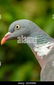 Image result for Columba palumbus