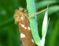 Attēlu rezultāti vaicājumam “Phymatopus hecta”