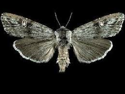 Attēlu rezultāti vaicājumam “Lithomoia solidaginis”