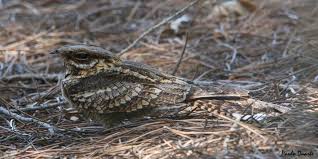 Image result for Caprimulgus ruficollis