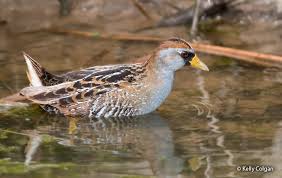 Image result for Porzana carolina