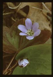 Attēlu rezultāti vaicājumam “Hepatica nobilis fruit”