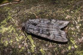 Attēlu rezultāti vaicājumam “Lithomoia solidaginis”