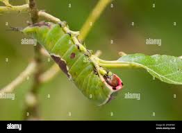 Attēlu rezultāti vaicājumam “Cerura vinula larva”