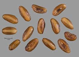 Attēlu rezultāti vaicājumam “Plantago lanceolata fruit”