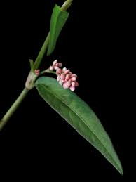 Attēlu rezultāti vaicājumam “Persicaria maculosa”