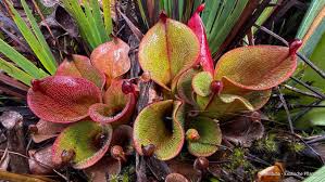 Attēlu rezultāti vaicājumam “Cystiphora sanguinea”