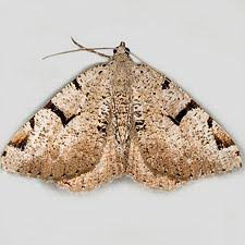 Attēlu rezultāti vaicājumam “Macaria wauaria”