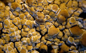 Attēlu rezultāti vaicājumam “Lecanora muralis”