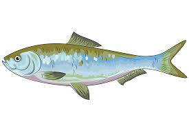 Image result for Alosa chrysochloris