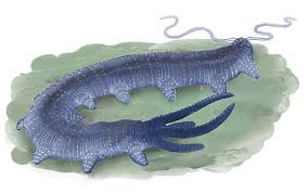 Attēlu rezultāti vaicājumam “Lophozia longidens”