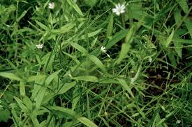 Attēlu rezultāti vaicājumam “Stellaria crassifolia”