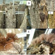 Attēlu rezultāti vaicājumam “Stemonitis flavogenita stalked”