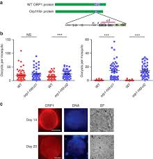 Attēlu rezultāti vaicājumam “Diderma ochraceum plasmodium”