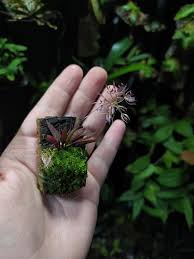 Attēlu rezultāti vaicājumam “Didymium aggregatum macro”