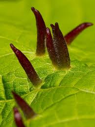 Attēlu rezultāti vaicājumam “Eriophyes tiliae”