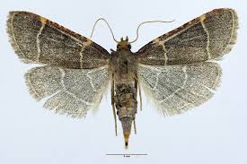 Attēlu rezultāti vaicājumam “Hypsopygia glaucinalis”