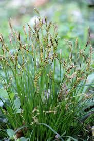 Attēlu rezultāti vaicājumam “Carex digitata”