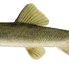 Image result for Catostomus commersonii