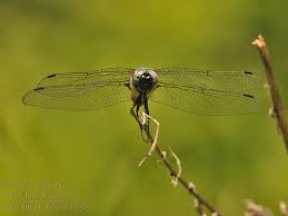 Attēlu rezultāti vaicājumam “Libellula fulva”