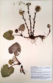 Attēlu rezultāti vaicājumam “Tussilago farfara”