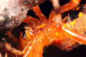 Attēlu rezultāti vaicājumam “Araneus marmoreus”