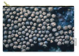 Attēlu rezultāti vaicājumam “Lindbladia tubulina”