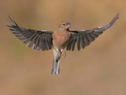 Attēlu rezultāti vaicājumam “Fringilla coelebs”