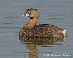 Image result for Podilymbus podiceps