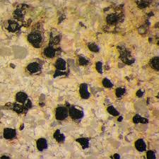 Attēlu rezultāti vaicājumam “Trapelia coarctata”