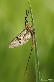 Attēlu rezultāti vaicājumam “Ephemera vulgata”