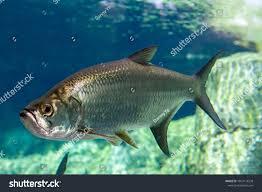 Image result for Megalops atlanticus