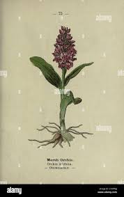 Attēlu rezultāti vaicājumam “Dactylorhiza incarnata leaf”