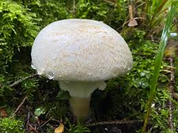 Attēlu rezultāti vaicājumam “Amanita citrina”