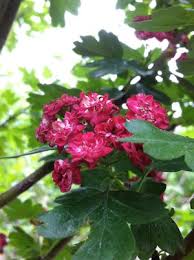 Attēlu rezultāti vaicājumam “Crataegus laevigata”