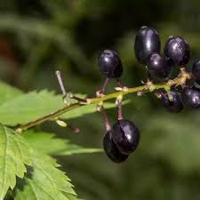 Image result for Christophskraut