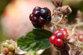 Image result for Rubus sectio