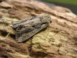 Attēlu rezultāti vaicājumam “Lacanobia suasa”