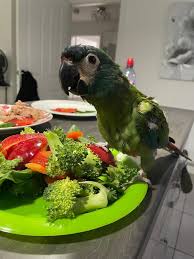 Image result for pheega