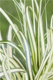 Attēlu rezultāti vaicājumam “Carex ornithopoda leaf”