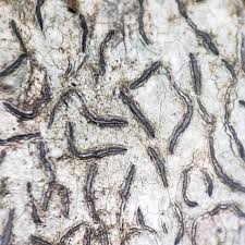 Attēlu rezultāti vaicājumam “Graphis scripta”