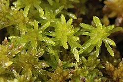 Attēlu rezultāti vaicājumam “Sphagnum sporophyte”