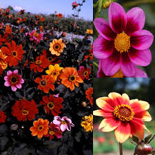 Image result for Dahlia `Red Skin`