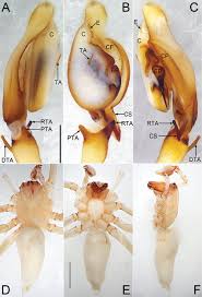 Attēlu rezultāti vaicājumam “Cheiracanthium sp. male”