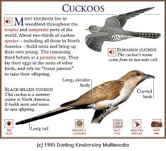 Image result for Coccyzus erythropthalmus