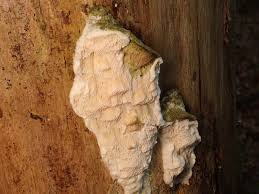 Attēlu rezultāti vaicājumam “Diplomitoporus flavescens”