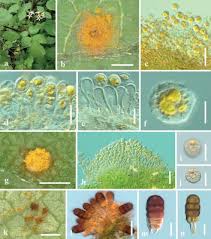 Attēlu rezultāti vaicājumam “Trachyspora intrusa”
