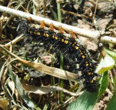 Attēlu rezultāti vaicājumam “Euphydryas maturna pupa”