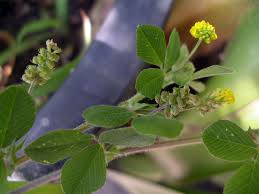 Attēlu rezultāti vaicājumam “Medicago lupulina”